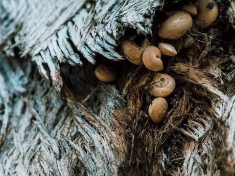 Several small white snail shells in a crack in the bark of a tree Stock Photos