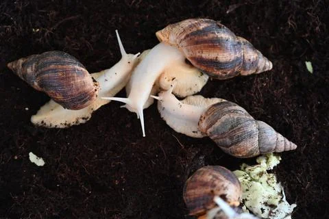 Several snails on the ground hang out Stock Photos