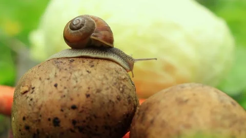 Several snails on potatoes Stock Footage 188232602