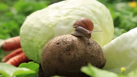 Several snails on potatoes Stock Footage 188233185