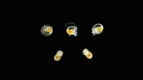 Several snails under the microscope Stock Footage 110863454
