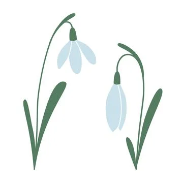 Several snowdrops, first spring flowers, cartoon style. Trendy modern vector Stock Illustration