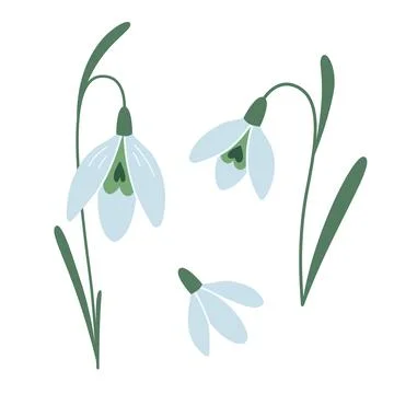 Several snowdrops, first spring flowers, cartoon style. Trendy modern vector Stock Illustration