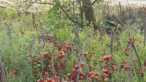 Several sparrows are hopping in the field of tomato Stock Footage 304064483