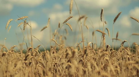 Several spikelets Stock Footage 52803572