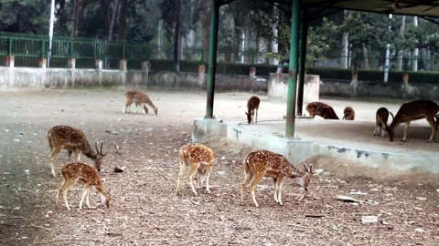 Several spotted axis deer, also known as chital, graze in a dusty enclosure Stock Footage 324978149