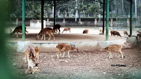 Several spotted deer graze and rest within a large outdoor enclosure Stock Footage 324978138