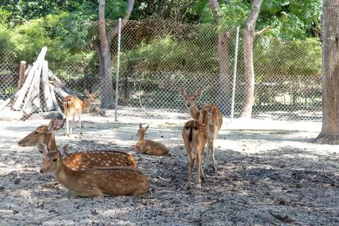 Several spotted deer. Stock Photos
