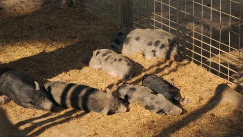 Several spotted wild boars lie behind a metal grate in the sun at a zoo Stock Footage 229658402