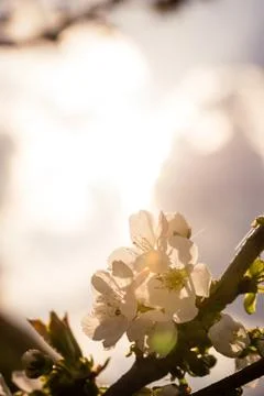 Several spring blooms of cherry-tree Stock Photos
