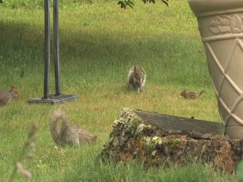 Several Squirrels and a Chipmunk Together Feeding On The Ground Stock Footage 127409194