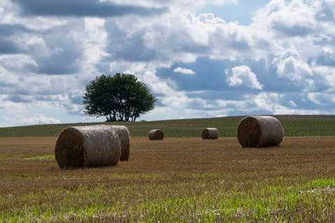 Several stacks of hay in the field. Фото