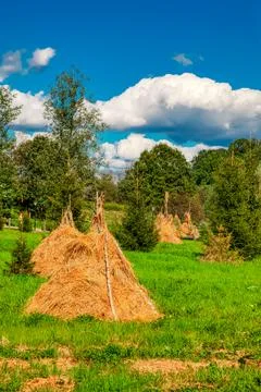Several stacks of hay harvest. A haystack for feeding animals in a farmer's f Stock Photos