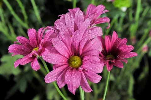 Several stalks of purple chrysanthemums Stock Photos