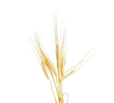 Several stems of barley with ears on a light background Stock Photos