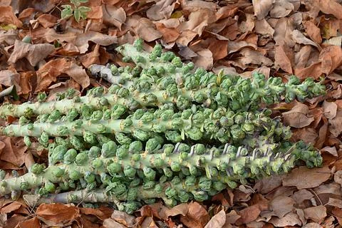 Several stems of Brussels sprouts. Stock Photos