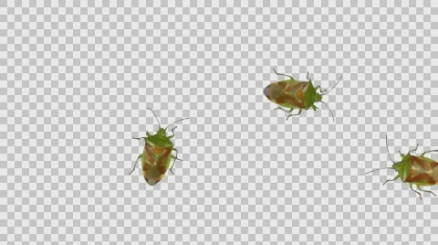 Several stink bug with alpha channel Stock Footage 65877096