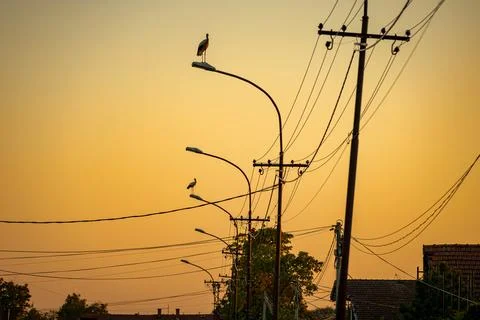 Several storks are standing on traffic street lamps Stock Photos