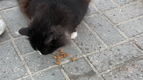 Several stray cats gather on a sidewalk to eat food provided by kind passersby.  Stock Footage 310794142