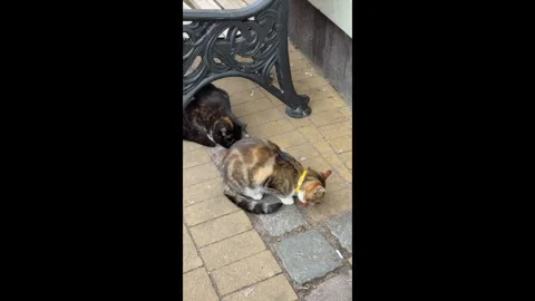 Several stray cats gather on a sidewalk to eat food provided by kind passersby.  스톡 동영상 310795703