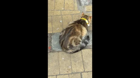 Several stray cats gather on a sidewalk to eat food provided by kind passersby.  스톡 동영상 310795730