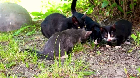 Several stray cats, kittens eating on lawn. Stock Footage 156072597