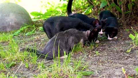 Several stray cats, kittens eating on lawn. Stock Footage 156379122