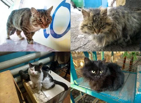 Several stray cats Stock Photos