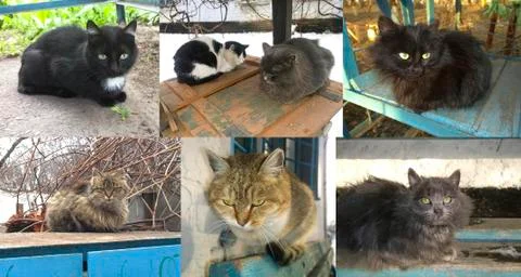 Several stray cats Stock Photos