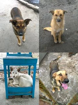 Several stray dogs Stock Photos