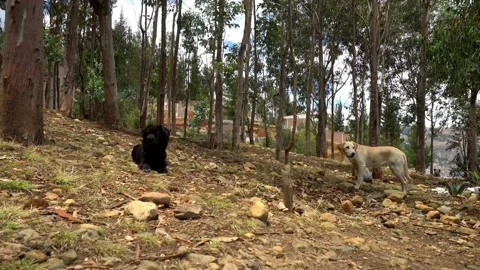 Several stray dogs in a pine forest in El Pinar, Huaras in the day Stock Footage 164560167
