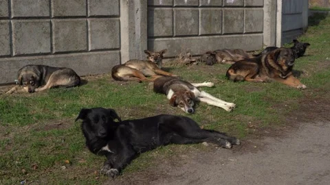Several stray dogs rest on the grass and look into the camera Stock Footage 165763276