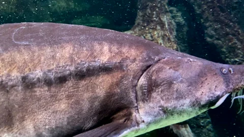 Several sturgeon fish underwater close up Stock Footage 155024854