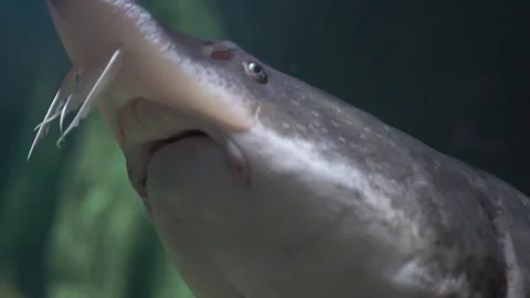 Several sturgeons floating under water Stock Footage 85168319