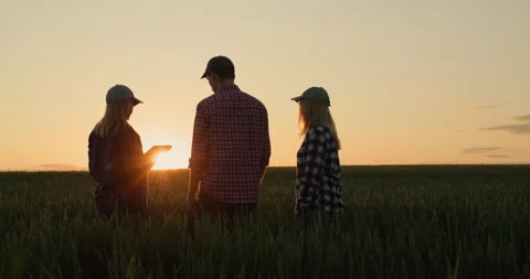 Several successful farmers communicate against the backdrop of a wheat field at Stock Footage 250019693
