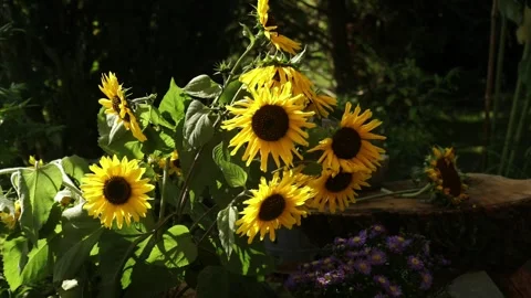 Several sunflowers with light from behind in the garden. Stock Footage 237312715