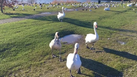 Several Swans Walking Around Close Up to the Camera 库存影片 73056694
