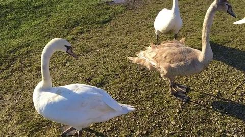 Several Swans Walking Around Close Up to the Camera Stock-Footage 73056700