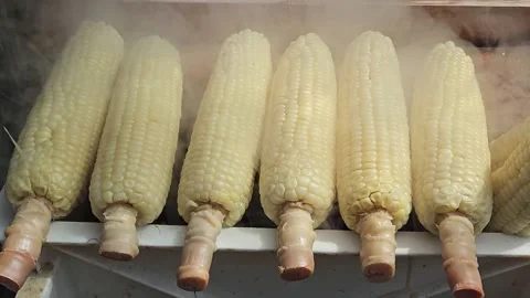 Several of sweet corn were placed on the charcoal stove with smoke rising. Stock Footage 238760694