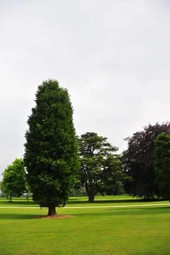 Several tall trees in the garden Stock Photos
