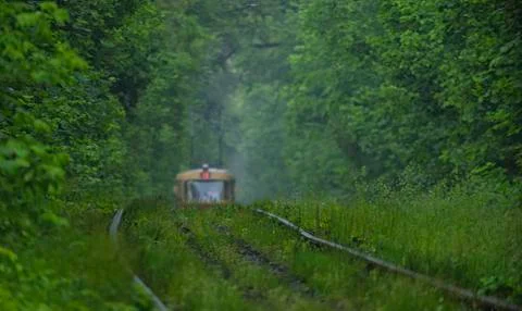 Several thin grass blades on the rails in the forest. 스톡 사진
