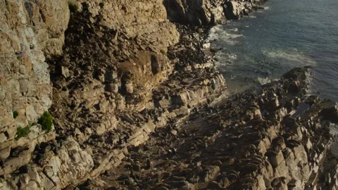 Several thousand brown seals mating on the reef Video stock 318016654