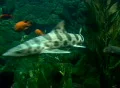 Several tiger sharks in harmony Video