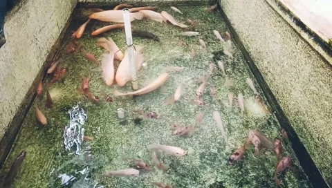 Several tilapia and carp in one rearing pond Stock Footage 234109699