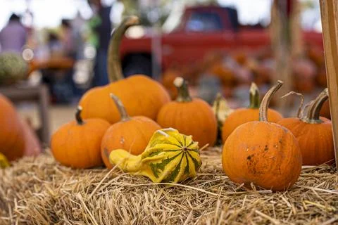 Several Tiny Pumpkins on Haystack for Sale on Display Patch Stock Photos