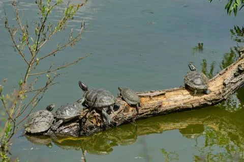 Several tortoises Stock Photos