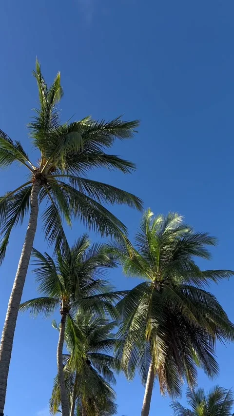Several towering coconut palms Cocos nucifera over blue sky background Stock Footage 325266041