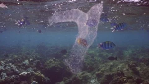 Several translucent effeminate Salps, Colonial Pyrosoma Tunicates swim under Stock Footage 252016408