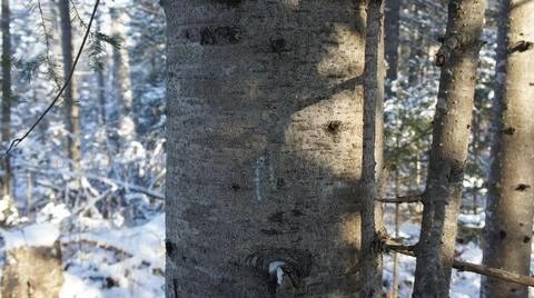 Several tree trunks on the background of a winter forest Stock Photos
