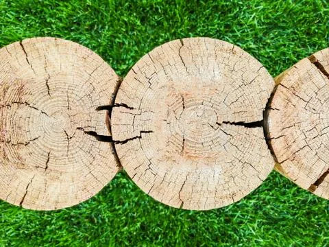 Several tree trunks. Cross section. Cross section of logs texture. Located tr Stock Photos